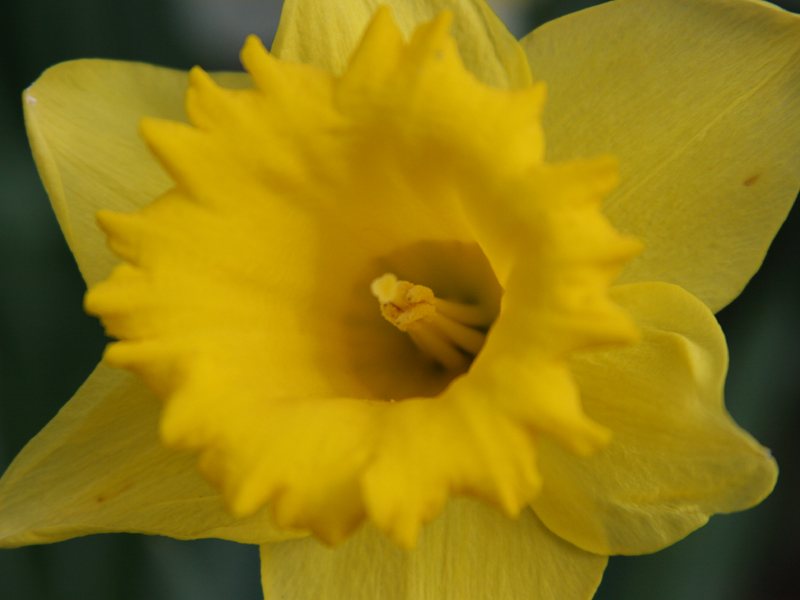 Narcissus Flower